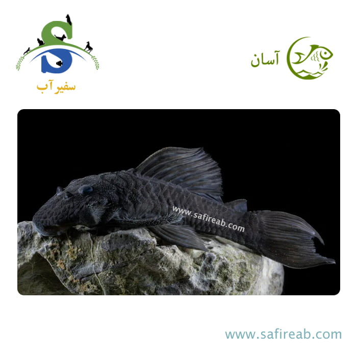 ماهی پلکو آناناسی L269