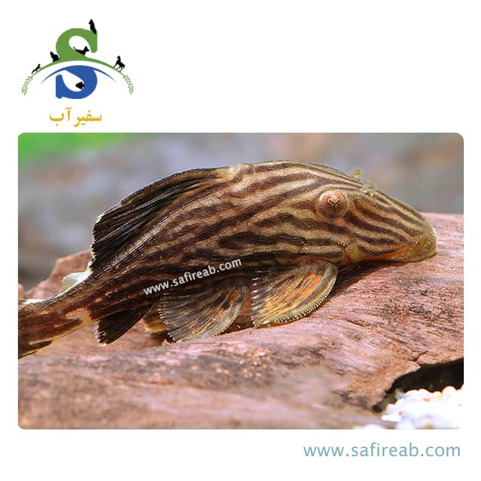 ماهی پلکو رویال شینگو L27B - Image 2