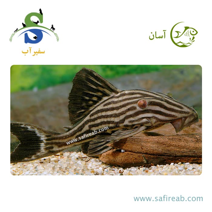 ماهی پلکو رویال شینگو L27B