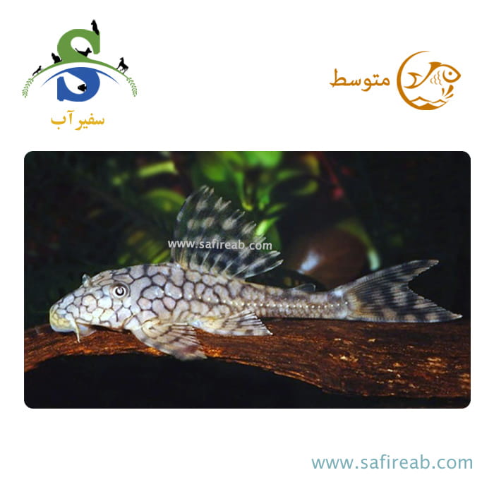 ماهی پلکو لانه زنبوری L37