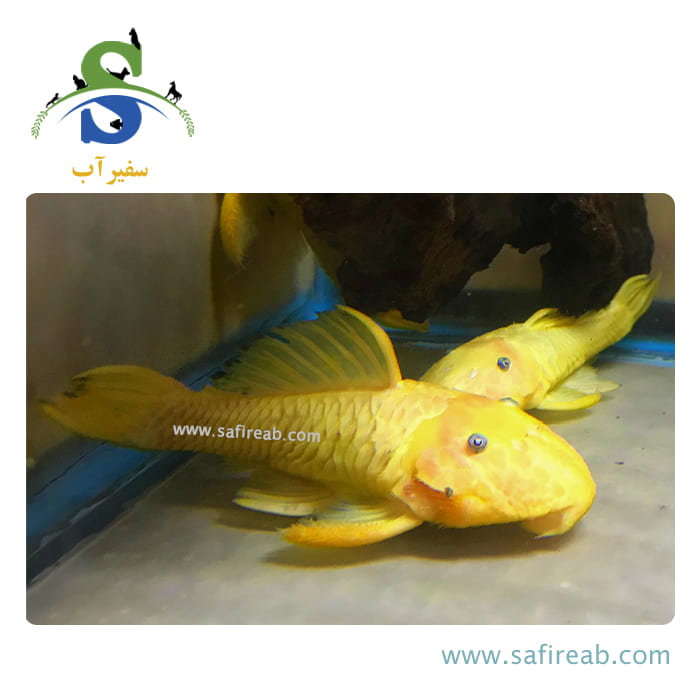 ماهی پلکو L56Y - Image 2