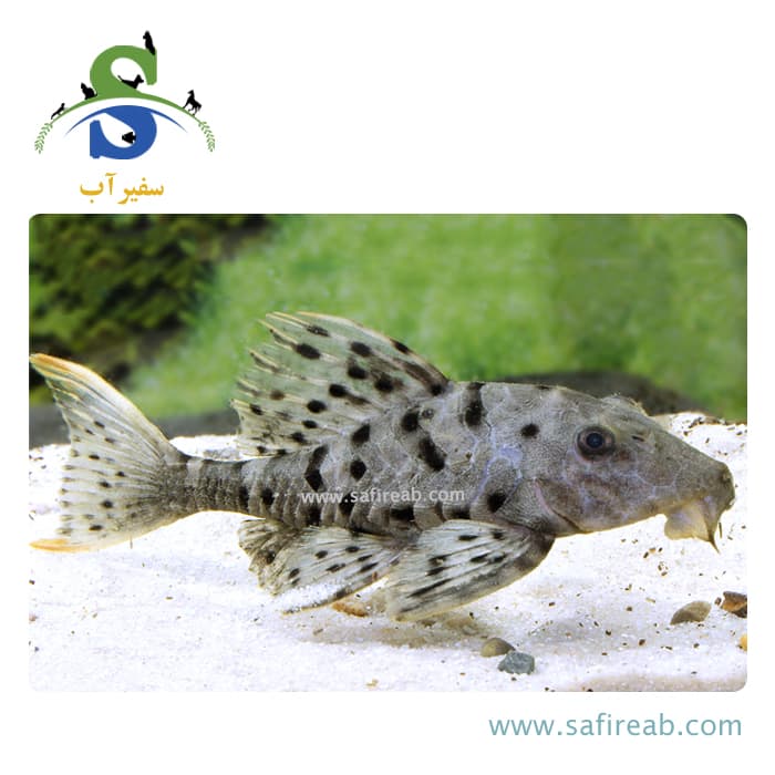 ماهی پلکو اورنج چیک L95 - Image 2