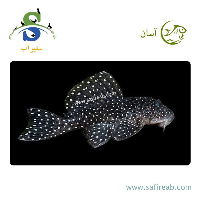 ماهی پلکو آنجلیکوس LDA005
