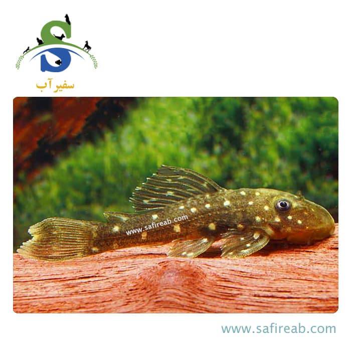 ماهی پلکو لوتئوس صیدی - Image 2