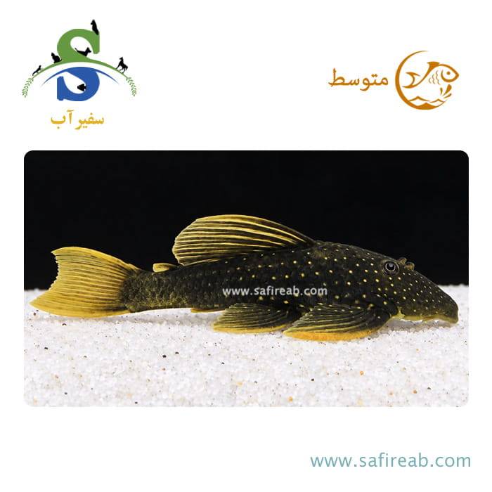 ماهی پلکو لوتئوس صیدی فاز 2