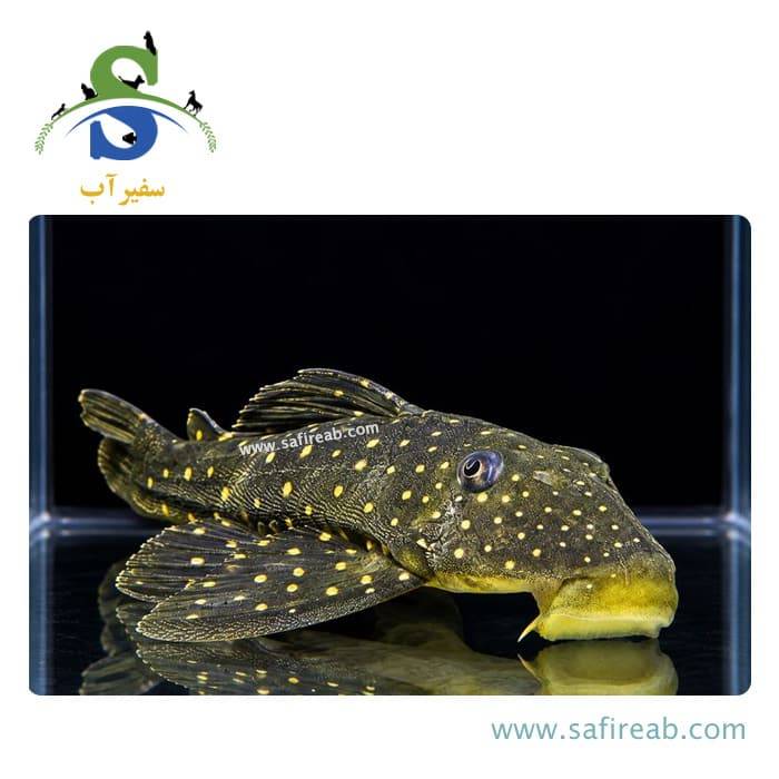 ماهی پلکو لوتئوس صیدی فاز 3 - Image 2
