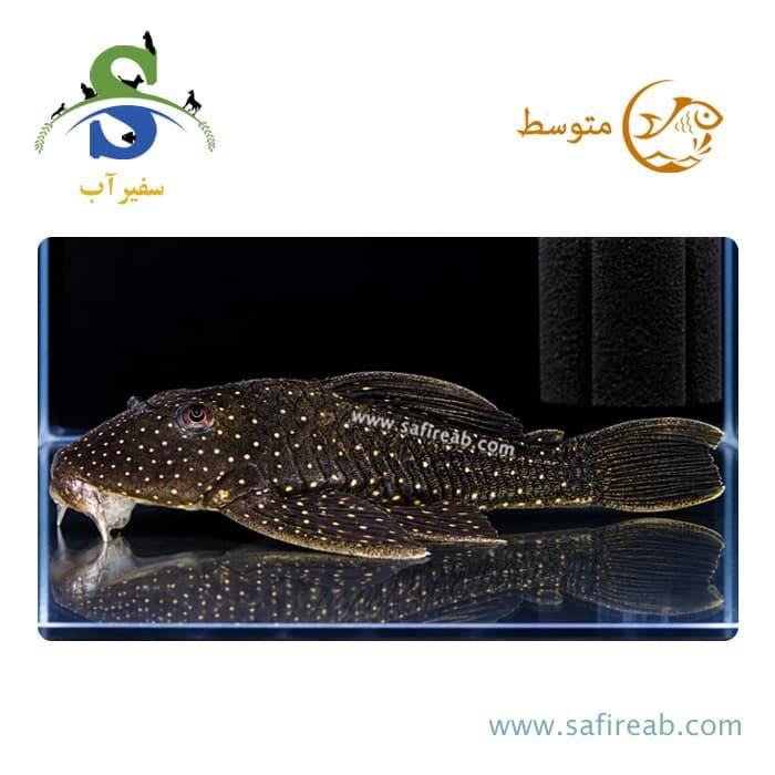 ماهی پلکو لوتئوس صیدی فاز 3