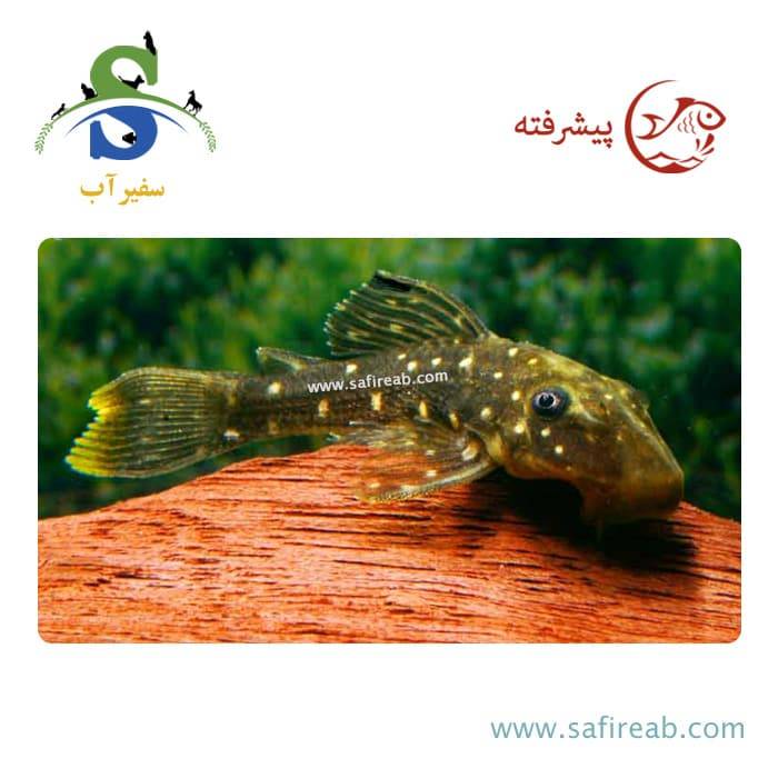 ماهی پلکو لوتئوس صیدی